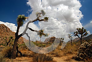 Beautiful sunny day at Joshua Tree National Park