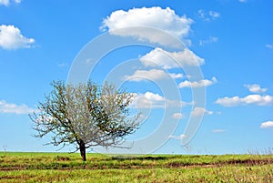 Beautiful sunny day landscape, blue sky with white fluffyclouds, lonely apple tree on meadow