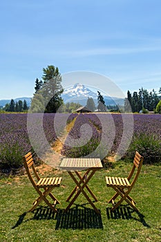 Beautiful Sunny Day at Lavender Field in Oregon