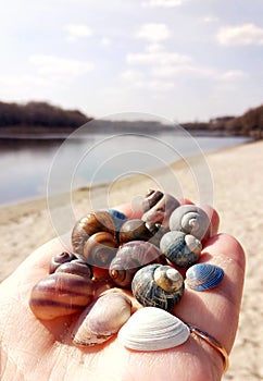 River shells on the palm