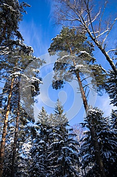 Beautiful sunny day and view of the winter landscape.