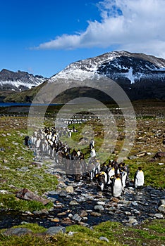 Beautiful sunny landscape with large King Penguin colony, penguins standing in stream leading back to a lake and mountains, St. An