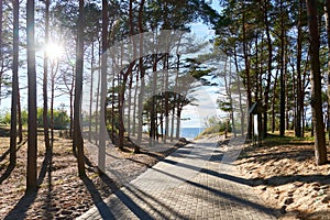 Beautiful sunny landscape with a road to the sea. Forest road directly to the Baltic Sea