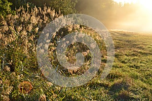 Beautiful sunny morning. High grass in the background, drops of dew on the the blades of low grass in front.