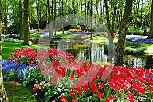 Beautiful sunny morning at the Keukenhof Gardens