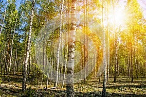 In beautiful sunny spring summer birch trees forest