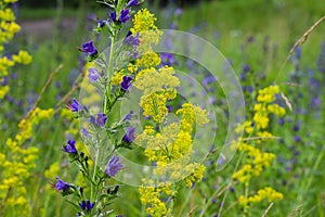 A beautiful, sunny spring summer meadow. Natural colorful panoramic landscape with many wild yellow and blue flowers