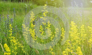 A beautiful, sunny spring summer meadow. Natural colorful panoramic landscape with many wild yellow and blue flowers