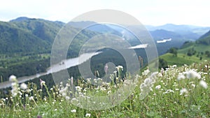 Beautiful sunny summer mountains landscape of green grassy meadow, river with blooming wild flowers, Slow motion