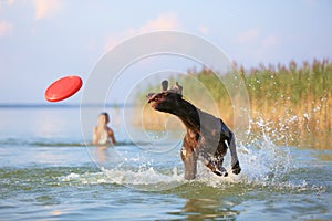 Beautiful sunny summer scenery. On the day the small boy is playing, running jumping with the hunting brown dog at the lake.