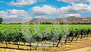 Beautiful sunny valley with chilean vineyard green vines surrounded by mountains in famous wine growing region - Colchagua,