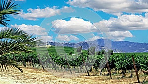 Beautiful sunny valley with chilean vineyard green vines surrounded by mountains in famous wine growing region - Colchagua,