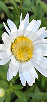 Beautiful sunny and white camomile flower - mobile wallpaper