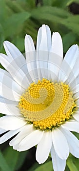 Beautiful sunny and white camomile flower - mobile wallpaper