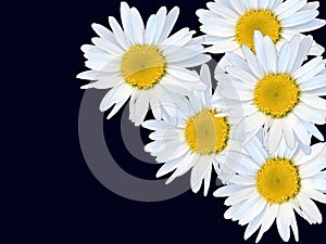 Beautiful sunny and white camomile flowers on the dark background