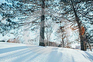 Beautiful sunny winter day in city park. Seasonal cold nature landscape with sun rays coming behind tall trees. Winter landscape