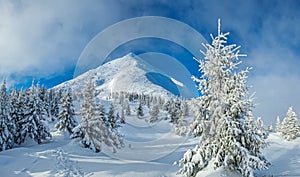 Beautiful sunny winter landscape in the mountains. Mountain and fir trees covered with snow