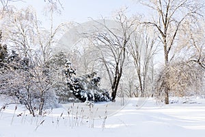 Beautiful sunny winter landscape of snow and ice covered trees and ornamental grass