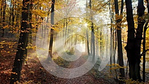 Beautiful sunrays in a gold autumn forest