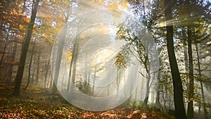 Beautiful sunrays in a misty autumn forest