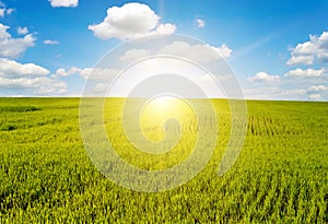 Beautiful sunrise on blue sky and green wheat field