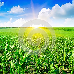 Beautiful sunrise on cornfield