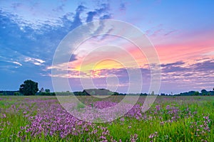 Beautiful sunrise countryside field flowers sky clouds landscape