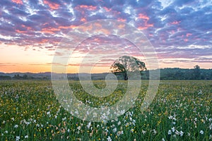 Beautiful sunrise in the flowering valley, scenic landscape with wild growing flowers and color cloudy sky