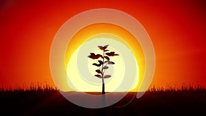 Beautiful Sunrise and Growing Tree. Achievement and Progress Concept 3d animation. Rising Sun Gives New Life. HD 1080