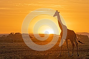 Beautiful sunrise in Masai Mara photo