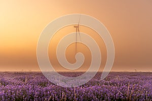 Beautiful sunrise with mist and eolian mill in the background in summer time on lavender filed plantation