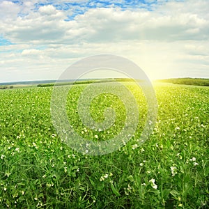 Beautiful sunrise over field