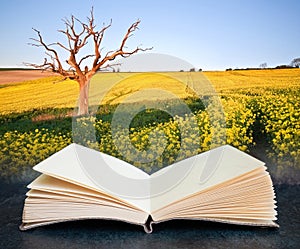 Beautiful sunrise over field of rapeseed in countryside in Spring coming out of pages in imaginary book