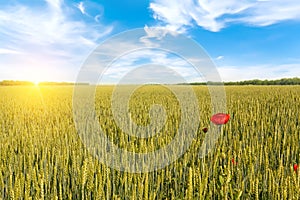 Beautiful sunrise over field of wheat with bright red poppies flowers