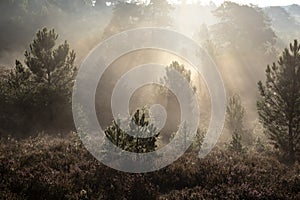 beautiful sunrise over heathland with pine trees