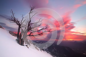 Beautiful sunrise over a solitary tree in the snow