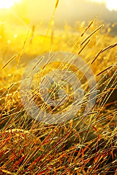 Beautiful sunrise over a summer blossoming meadow field grass with dew drops on the background of the sun