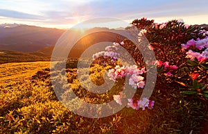 Beautiful sunrise scenery of Hehuan Mountain in central Taiwan in springtime, with lovely Alpine Azalea Rhododendron blossoms on