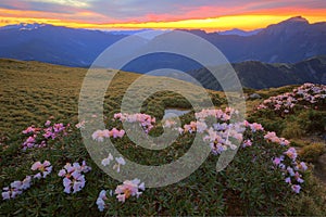 Beautiful sunrise scenery of Hehuan Mountain in central Taiwan in springtime, with view of lovely Alpine Azalea  Rhododendron