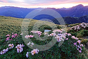 Beautiful sunrise scenery of Hehuan Mountain in central Taiwan in springtime, with view of lovely Alpine Azalea  Rhododendron