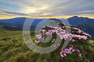 Beautiful sunrise scenery of Hehuan Mountain in central Taiwan in springtime, with view of lovely Alpine Azalea   Rhododendron