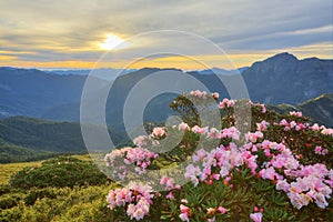 Beautiful sunrise scenery of Hehuan Mountain in central Taiwan in springtime, with view of lovely Alpine Azalea   Rhododendron