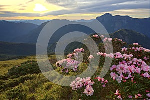 Beautiful sunrise scenery of Hehuan Mountain in central Taiwan in springtime, with view of lovely Alpine Azalea   Rhododendron