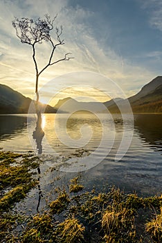 Lone Tree Sunrise At Buttermere In The English Lake District.