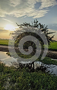 Beautiful sunrise with stunning tree