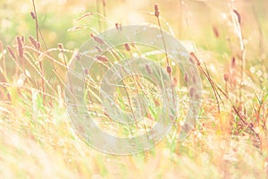 beautiful sunrise on a summer meadow . rural landscape with the blossoming field and a grass with drops of dew of blur. shiny in