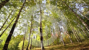 Beautiful Sunrise Sun Sunshine In Sunny Spring Coniferous Forest. Sunlight Sunbeams Through Woods In Forest Landscape.