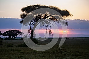 Beautiful sunrise or sunset in african savanna with acacia tree, Maasai Mara national park, Kenya, Africa