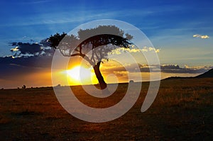 Beautiful sunrise or sunset in african savanna with acacia tree, Masai Mara, Kenya, Africa