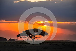 Beautiful sunrise or sunset in african savanna with acacia tree, Masai Mara national park, Kenya, Africa